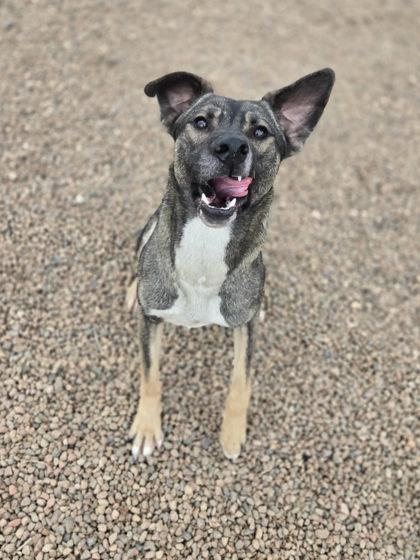 Enlarge Dillon, a ADOPTABLE mixed breed in Canon City, CO image 1/1