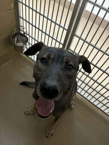 Dillon, ADOPTABLE, Adult Male Shepherd.