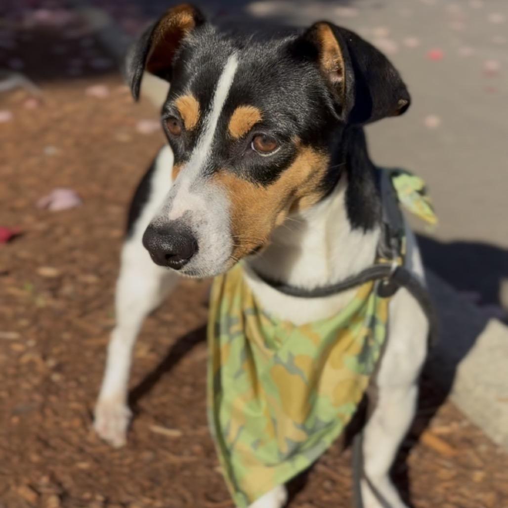 Zeke, Adoptable, Young Male Rat Terrier.