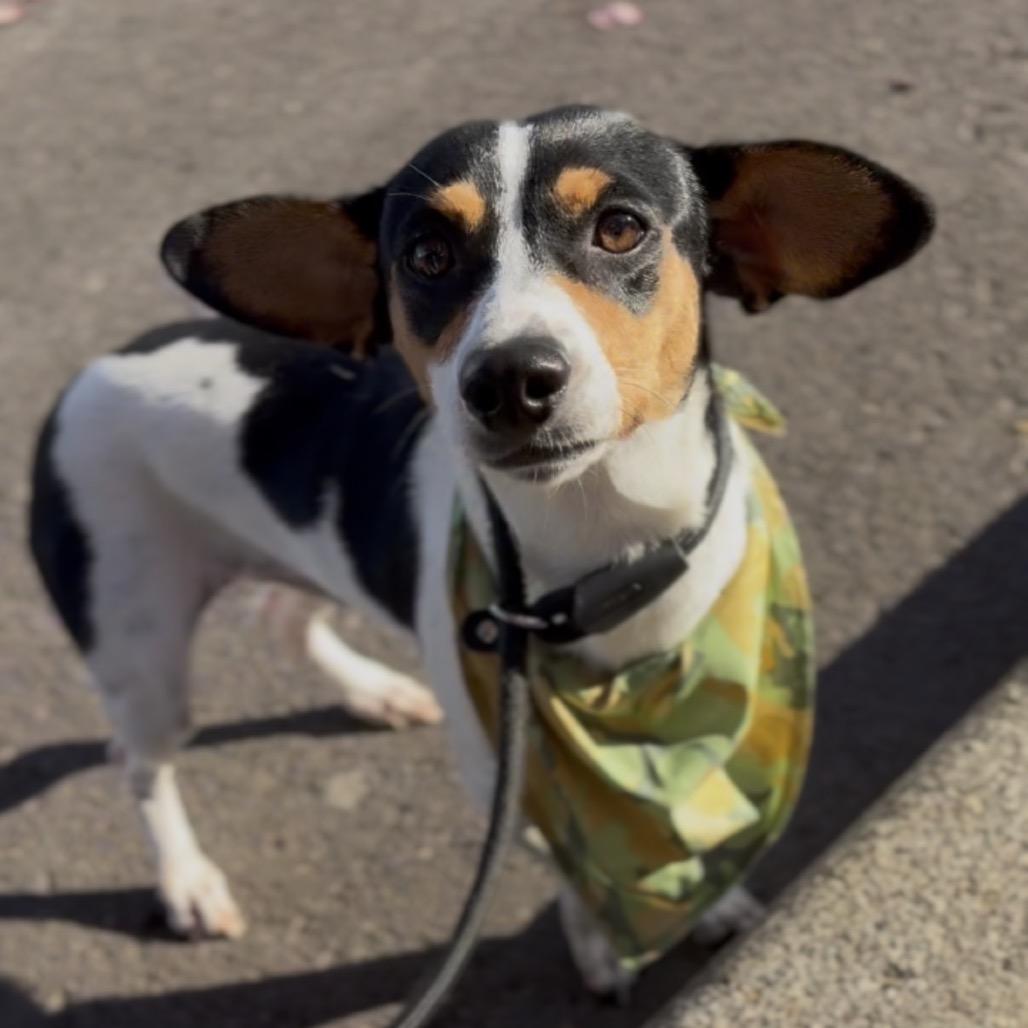 Enlarge Zeke, a Adoptable Rat Terrier in Newberg, OR image 2/6