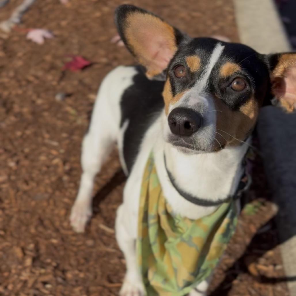 Enlarge Zeke, a Adoptable Rat Terrier in Newberg, OR image 3/6