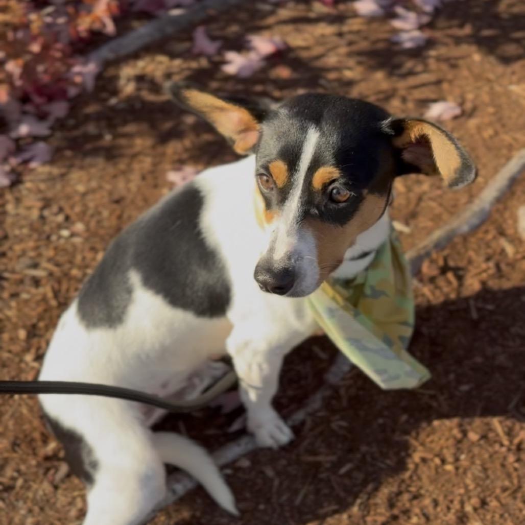 Enlarge Zeke, a Adoptable Rat Terrier in Newberg, OR image 4/6