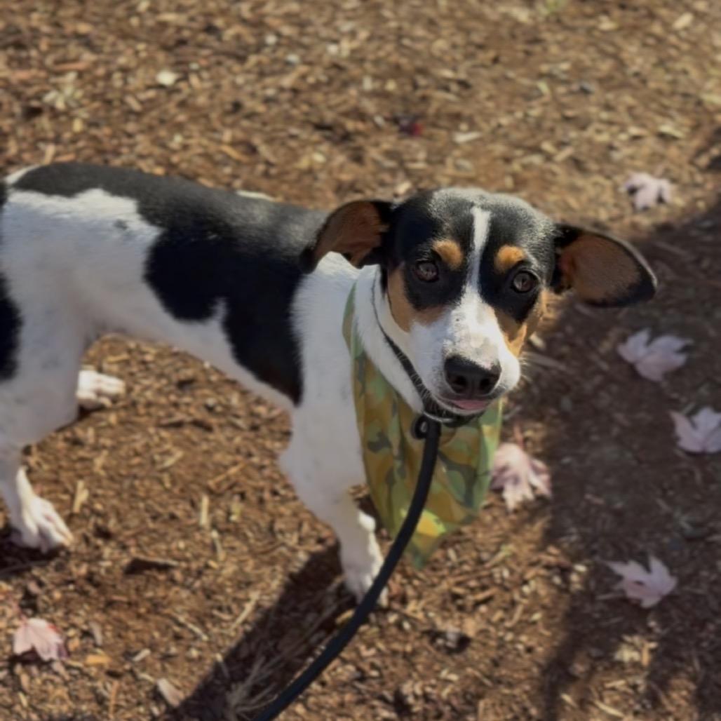 Enlarge Zeke, a Adoptable Rat Terrier in Newberg, OR image 5/6