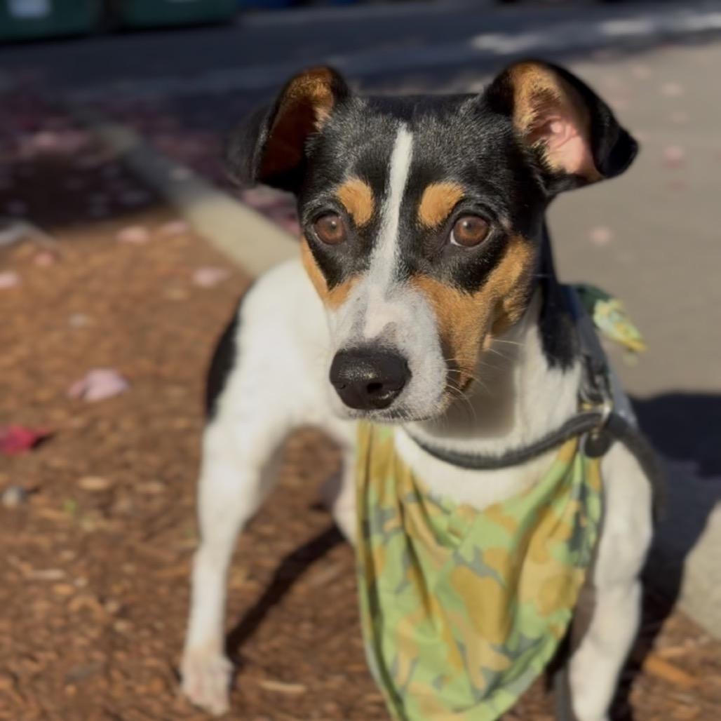 Enlarge Zeke, a Adoptable Rat Terrier in Newberg, OR image 6/6
