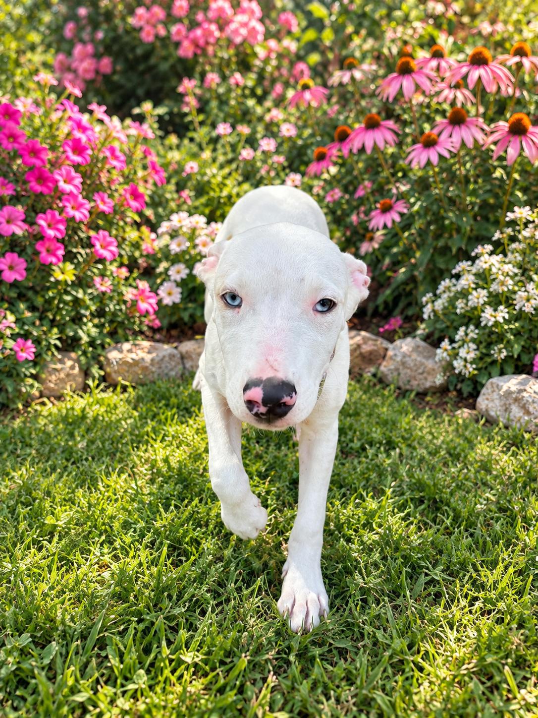 Enlarge Bambi, a Adoptable mixed breed in Wanaque, NJ image 3/3