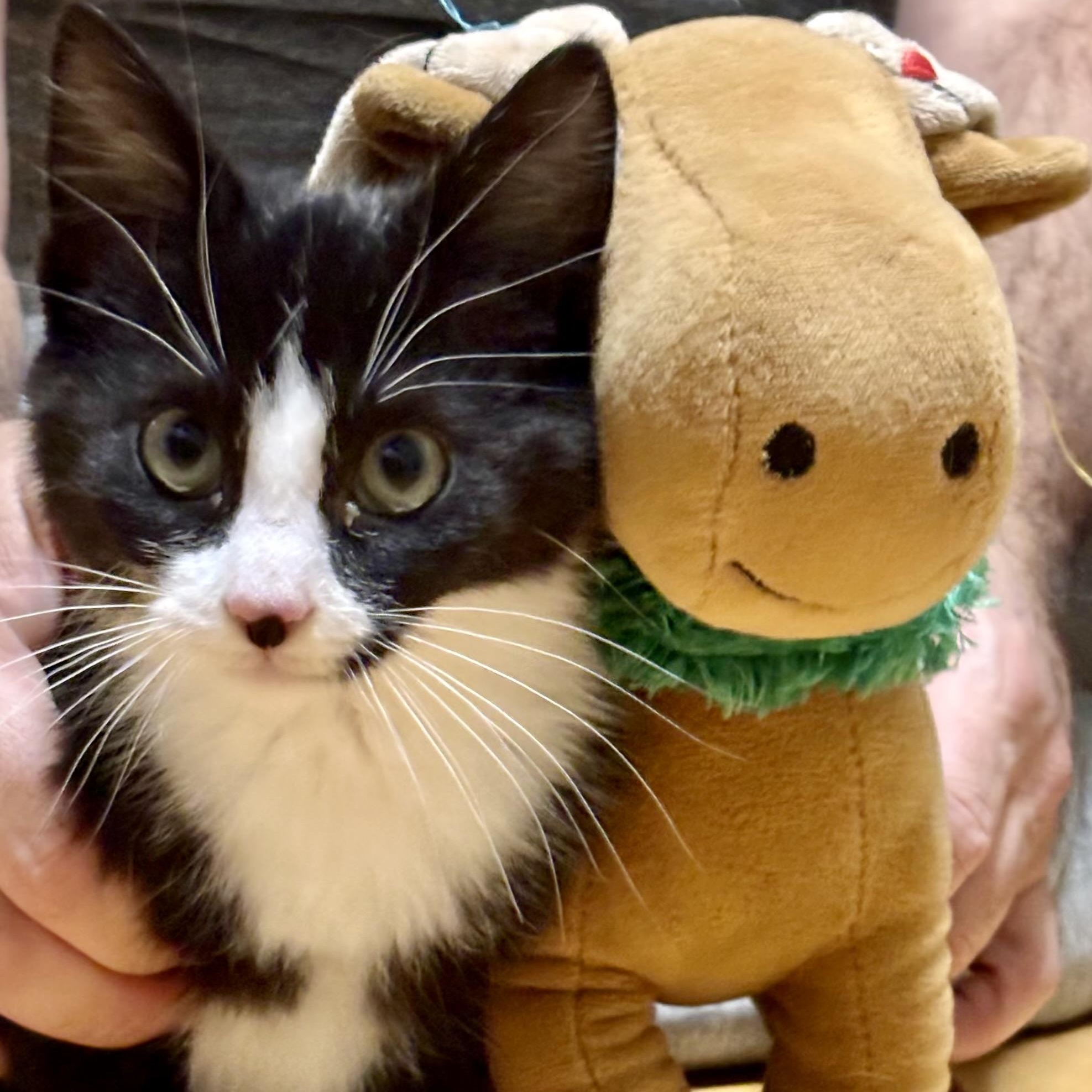 Pringles, ADOPTABLE, Kitten Male Tuxedo.