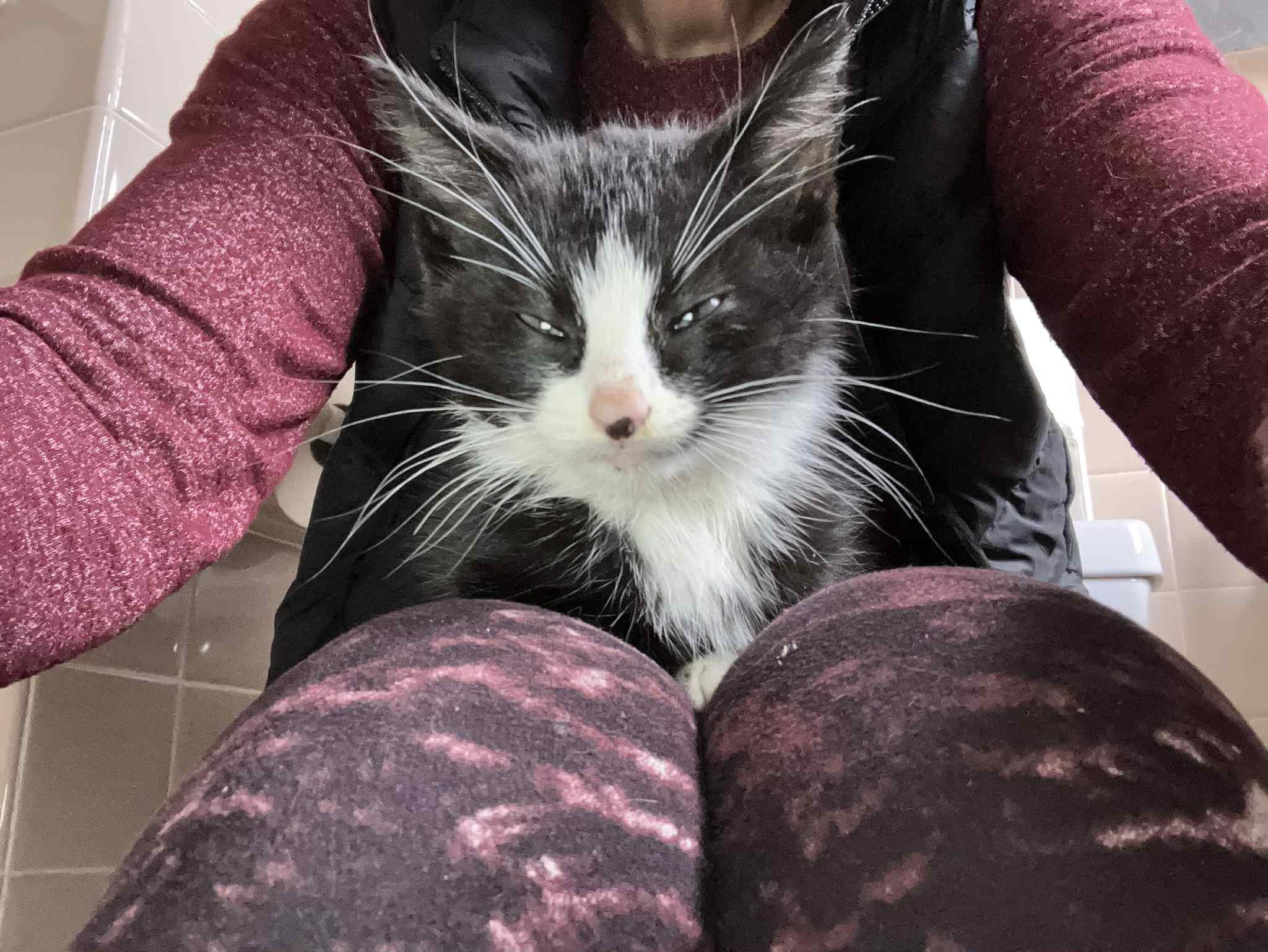 Pringles, a ADOPTABLE Tuxedo in Warren, NJ image 2/2