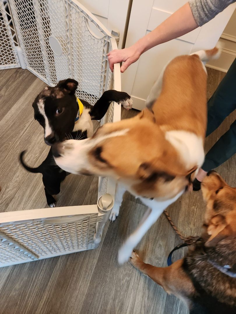 Zorro, Adopted, Puppy Male American Staffordshire Terrier & Labrador Retriever.