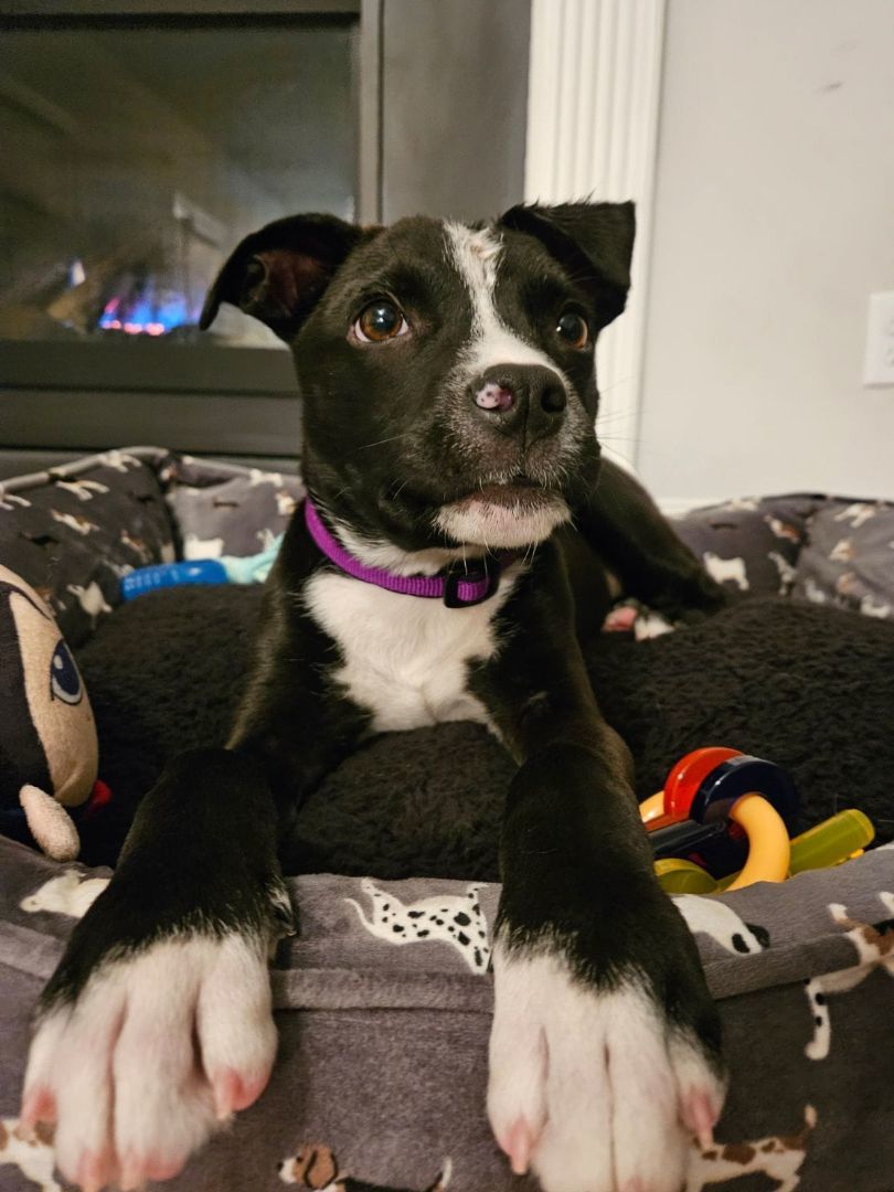 Enlarge Zorro, a Adopted mixed breed in Buford, GA image 2/6