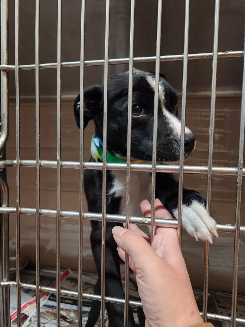 Enlarge Zorro, a Adopted mixed breed in Buford, GA image 3/6