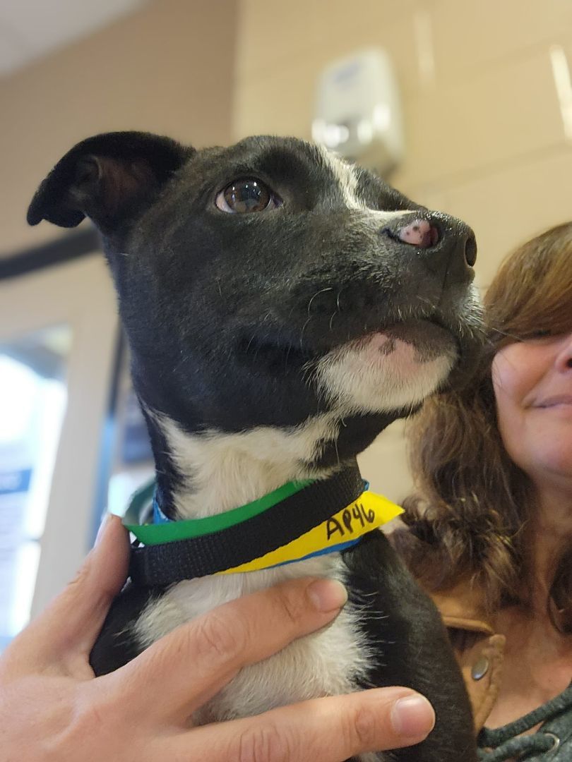 Enlarge Zorro, a Adopted mixed breed in Buford, GA image 5/6