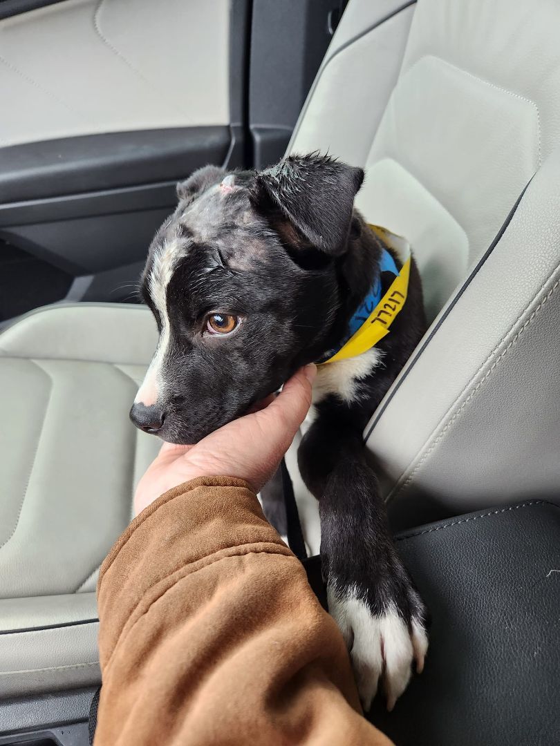 Enlarge Zorro, a Adopted mixed breed in Buford, GA image 6/6