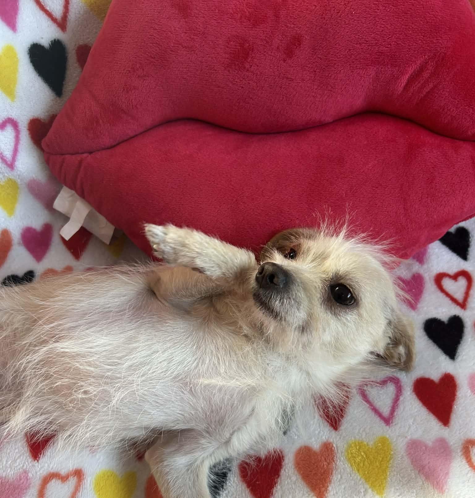 Enlarge Junior, an adopted Chihuahua in Menomonee Falls, WI image 3/6