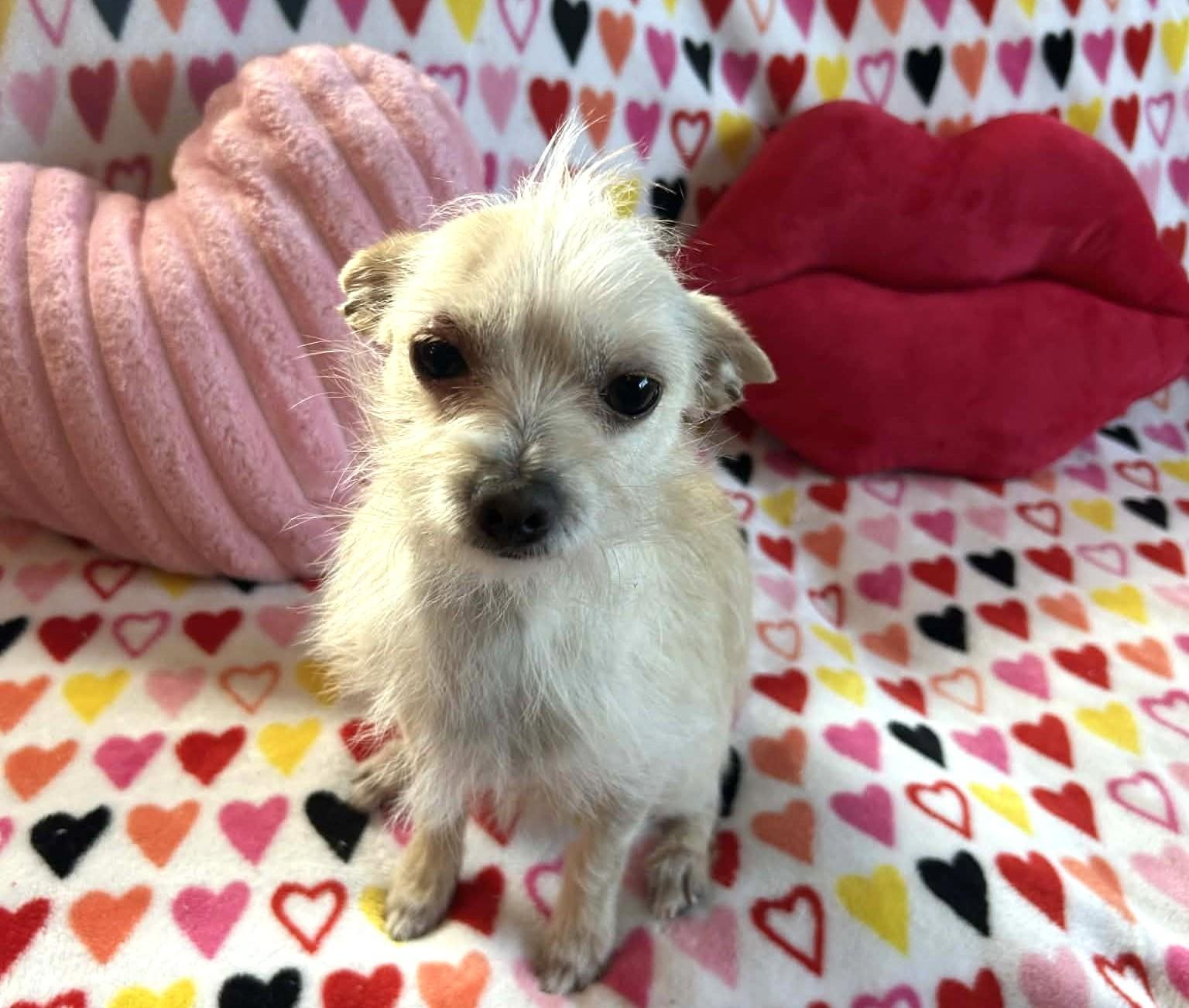 Junior, adopted, Adult Male Chihuahua.