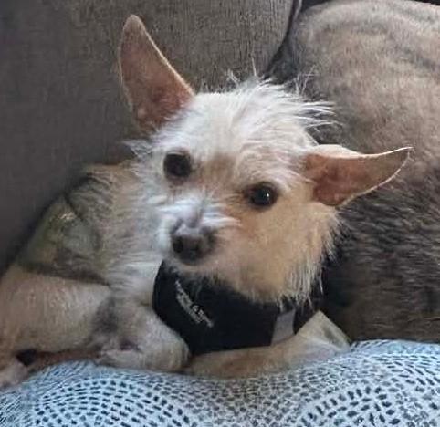 Enlarge Junior, an adopted Chihuahua in Menomonee Falls, WI image 5/6