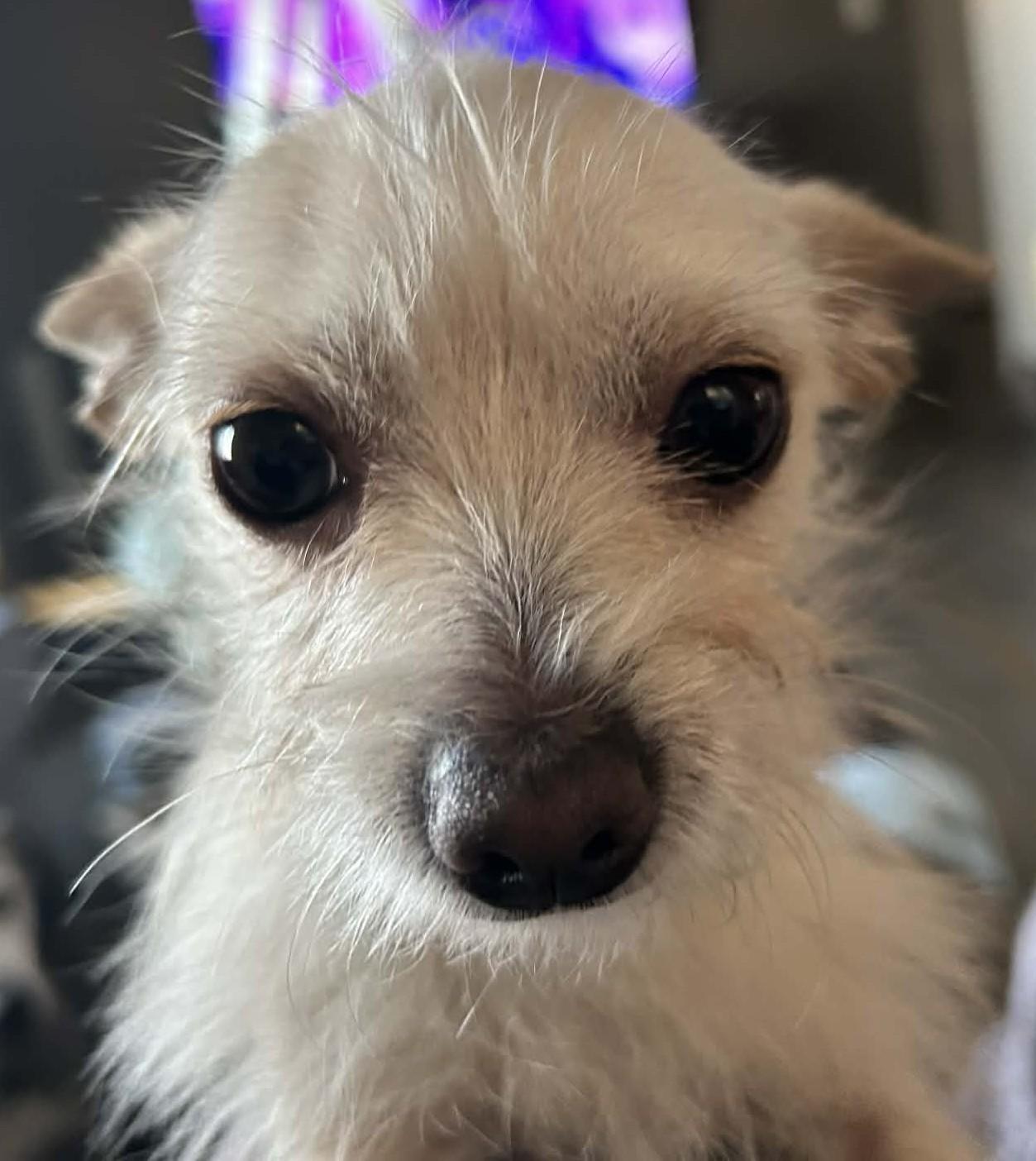 Enlarge Junior, an adopted Chihuahua in Menomonee Falls, WI image 4/6