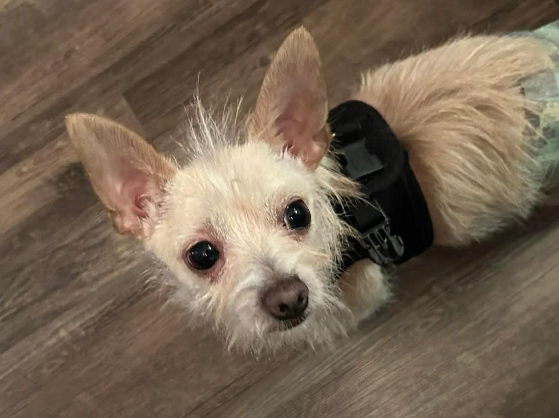 Enlarge Junior, an adopted Chihuahua in Menomonee Falls, WI image 2/6
