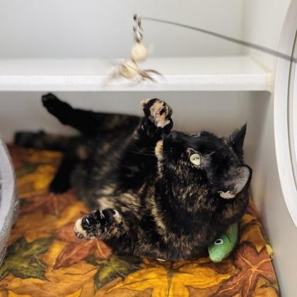 Enlarge Zuri, a Adoptable mixed breed in Traverse City, MI image 1/3