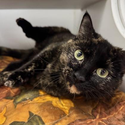 Enlarge Zuri, a Adoptable mixed breed in Traverse City, MI image 2/3