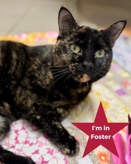 Enlarge Zuri, a Adoptable mixed breed in Traverse City, MI image 3/3