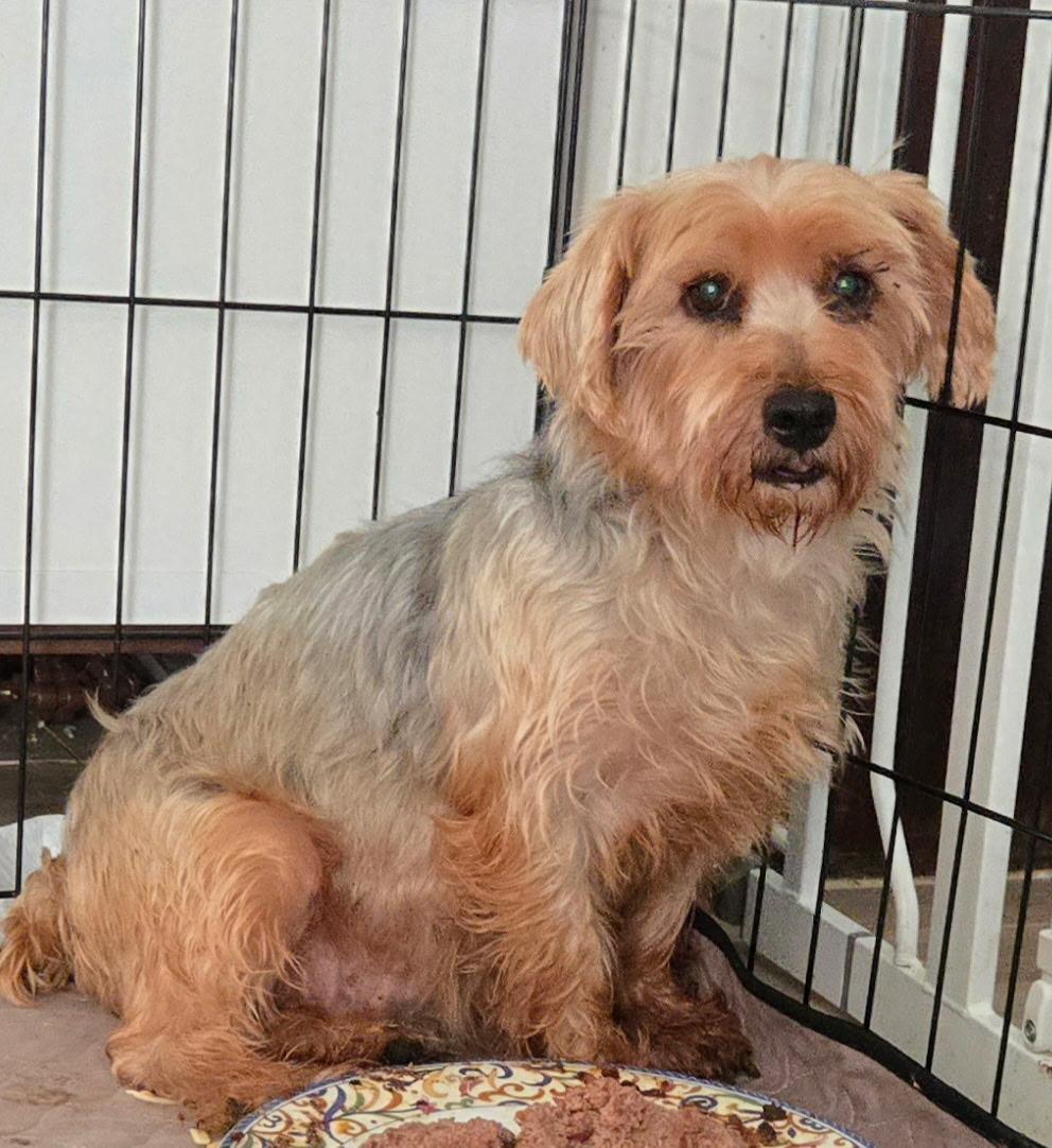 Enlarge Maisie, a Adoptable mixed breed in Overland Park, KS image 3/3