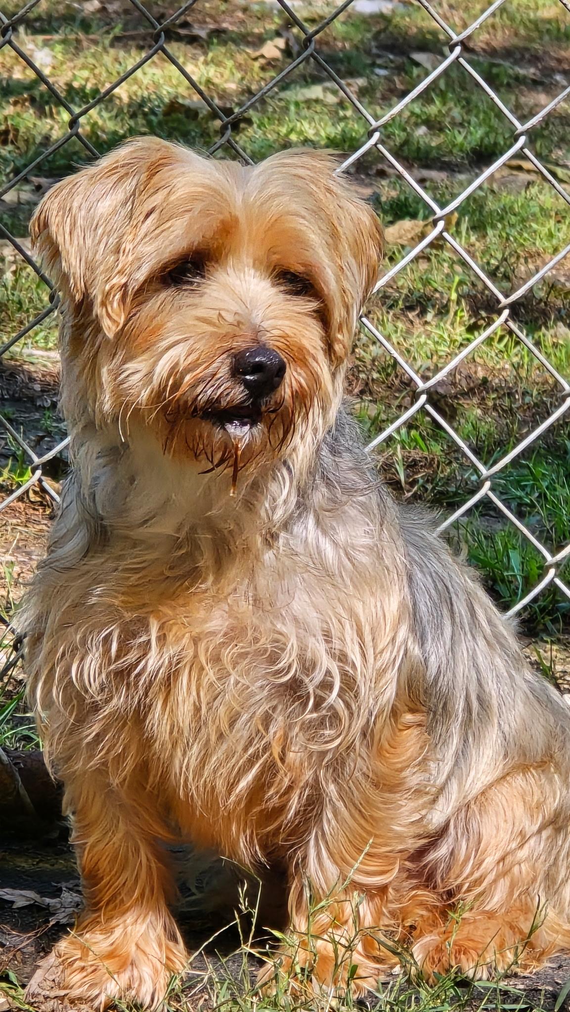 Maisie, Adoptable, Adult Female Yorkshire Terrier & Maltese.