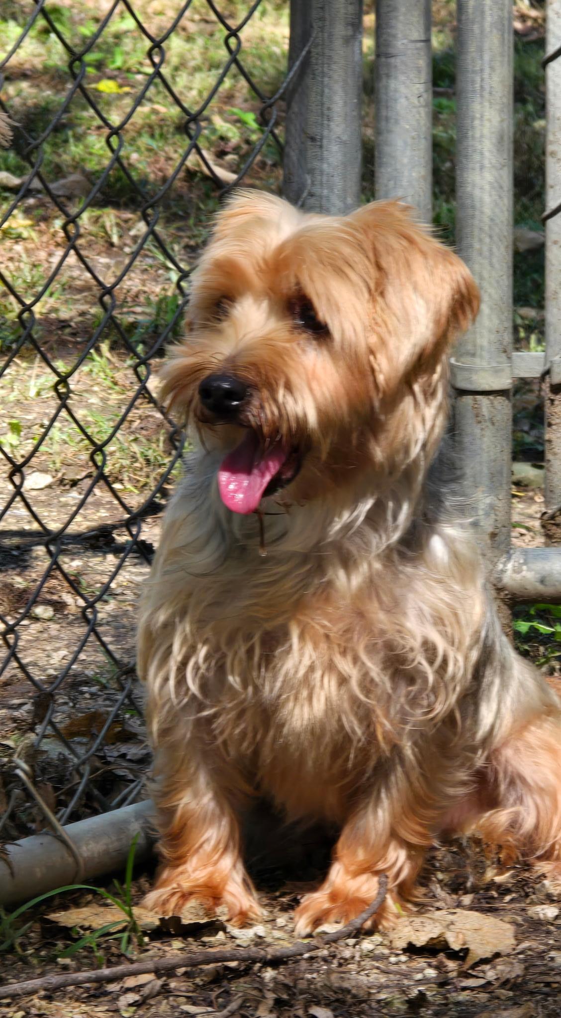Enlarge Maisie, a Adoptable mixed breed in Overland Park, KS image 2/3