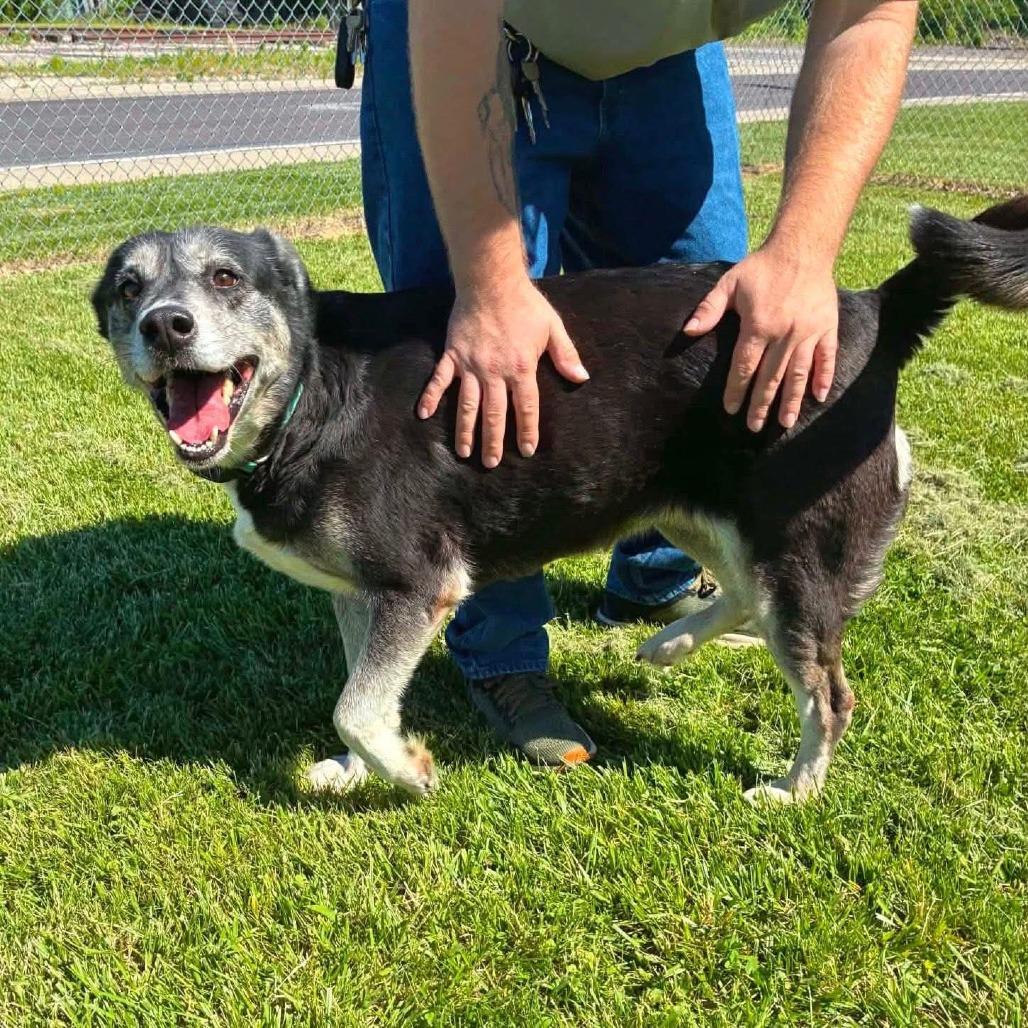 Boots, Adoptable, Adult Female Shepherd.