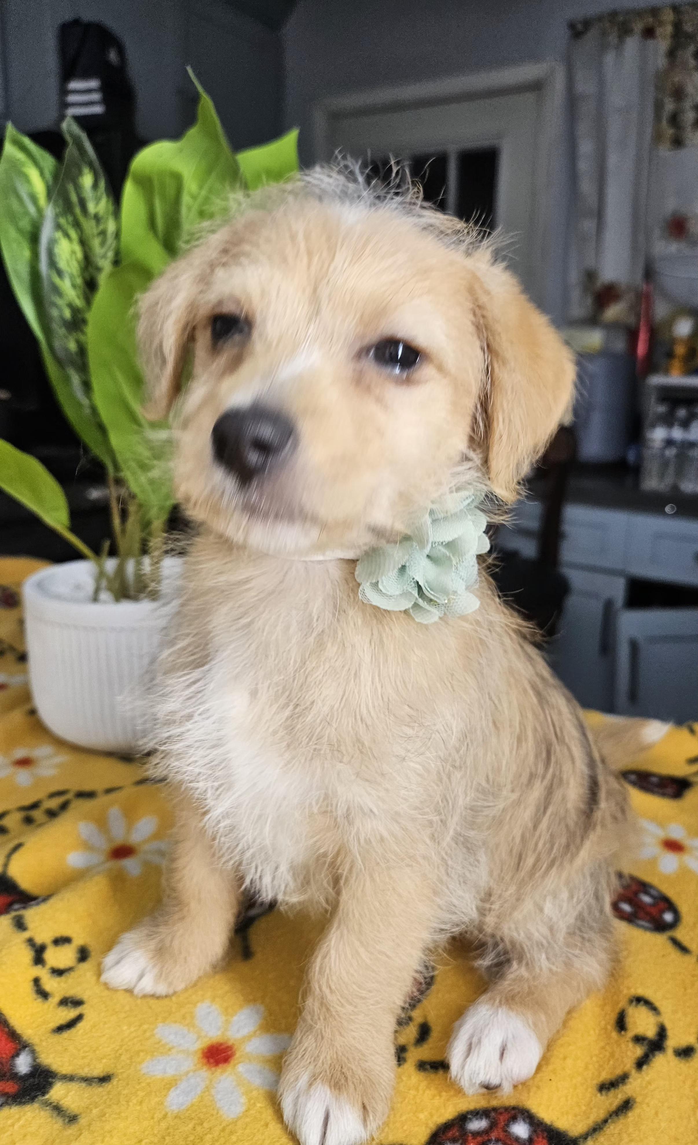 Lady, an adopted mixed breed in Los Angeles, CA image 1/5