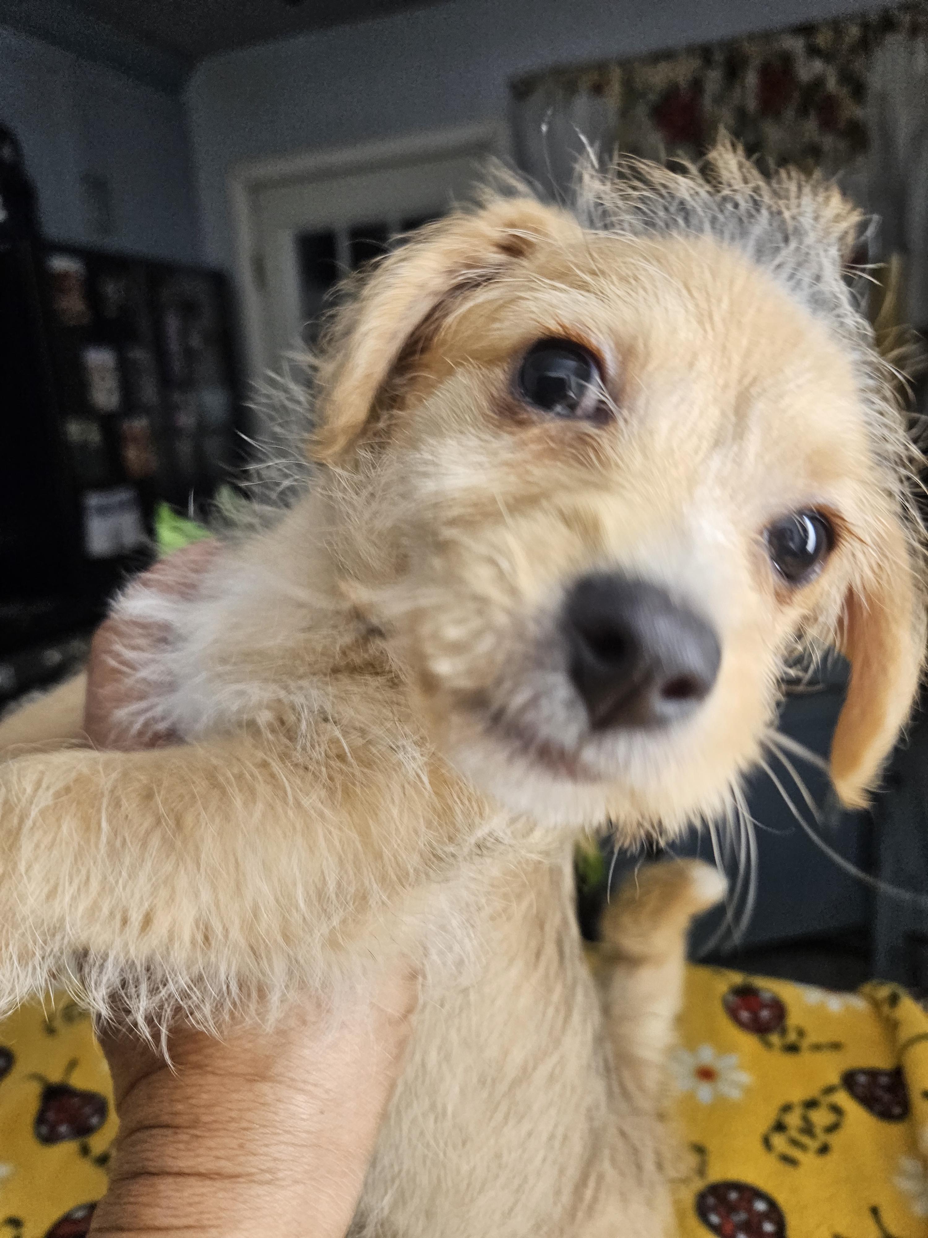 Lady, an adopted mixed breed in Los Angeles, CA image 3/5