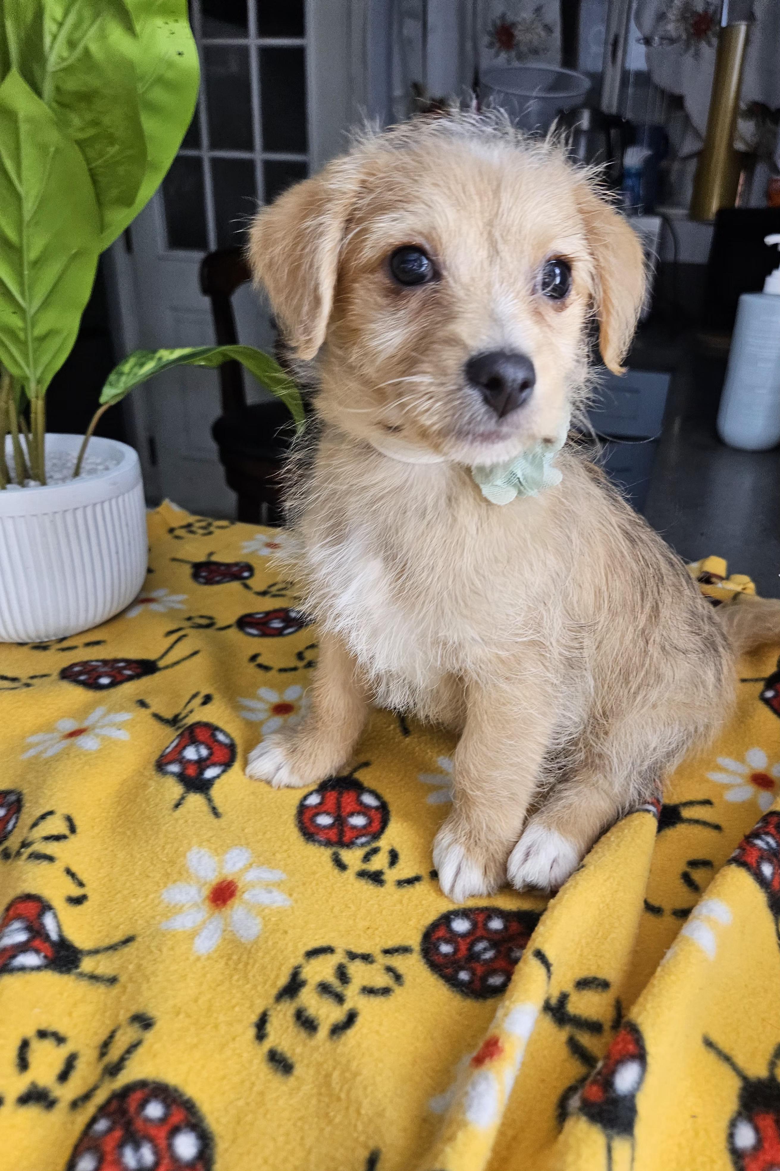 Lady, an adopted mixed breed in Los Angeles, CA image 4/5