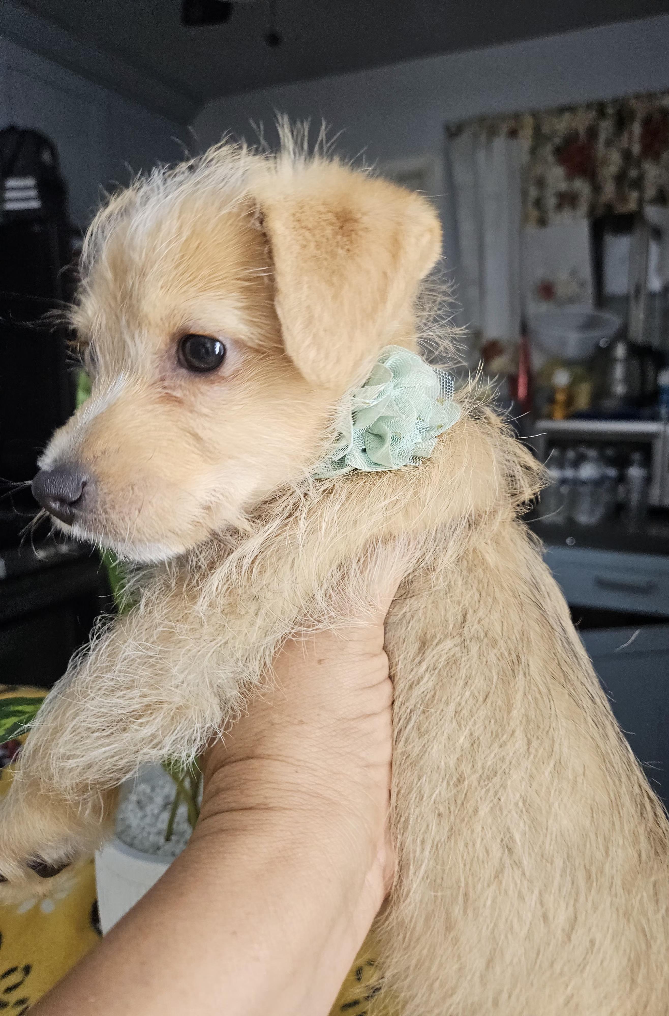 Lady, an adopted mixed breed in Los Angeles, CA image 2/5
