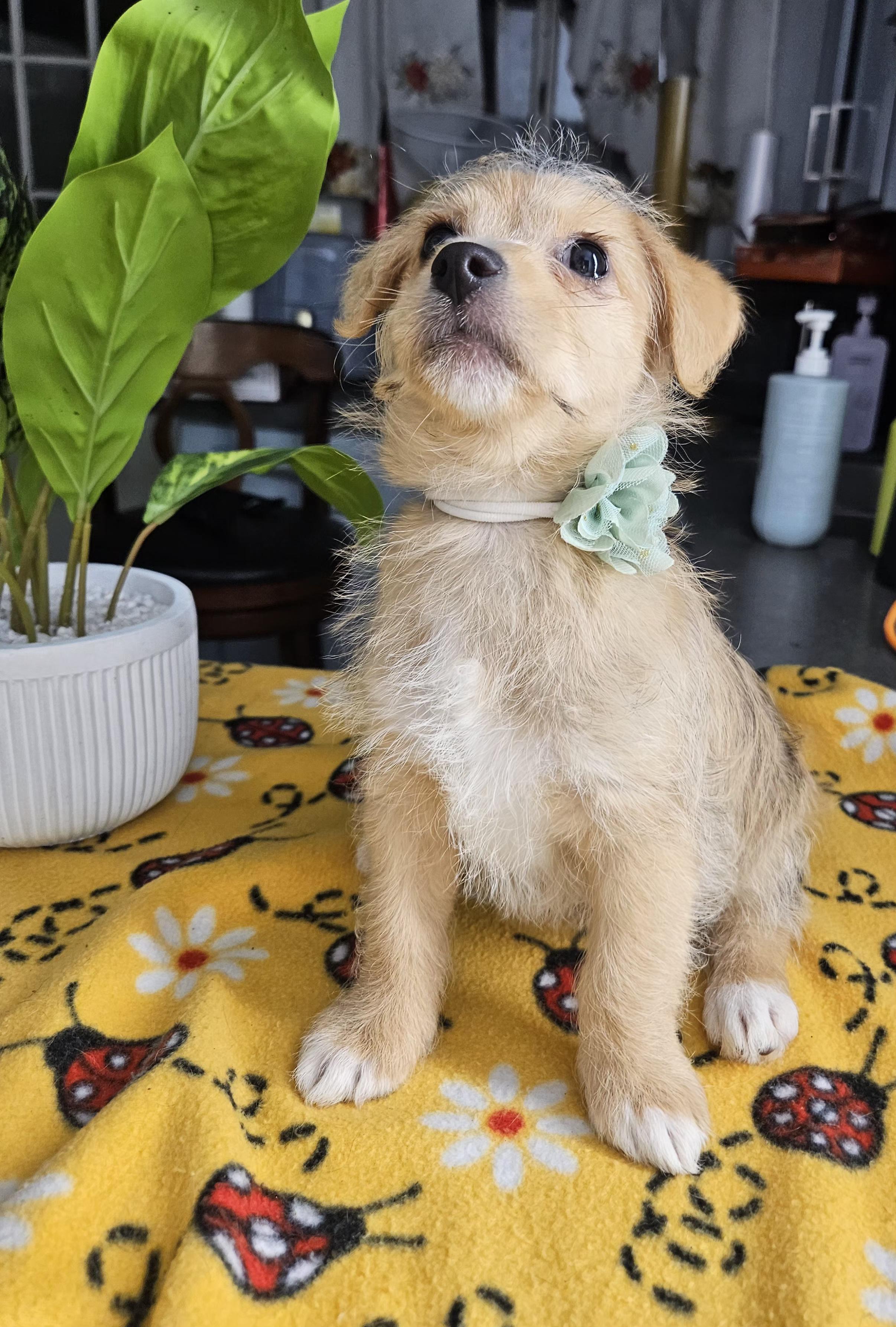 Lady, an adopted mixed breed in Los Angeles, CA image 5/5