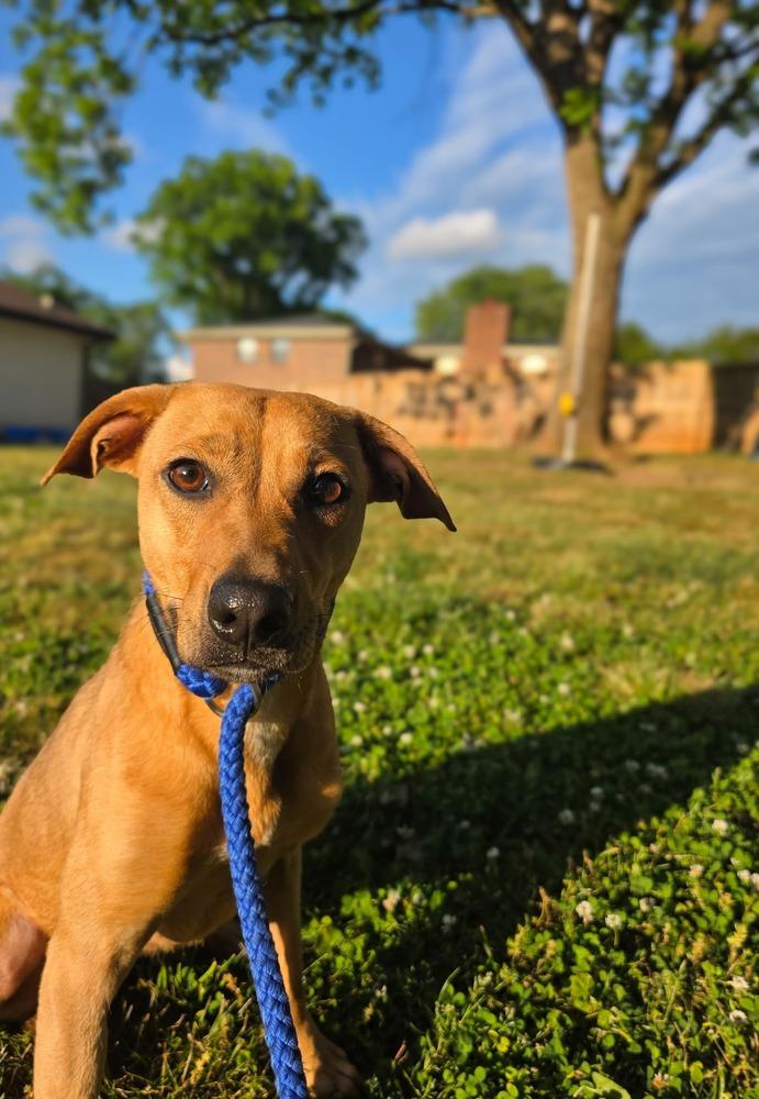 Cindy Lou Who, Adoptable, Young Female Mixed Breed.