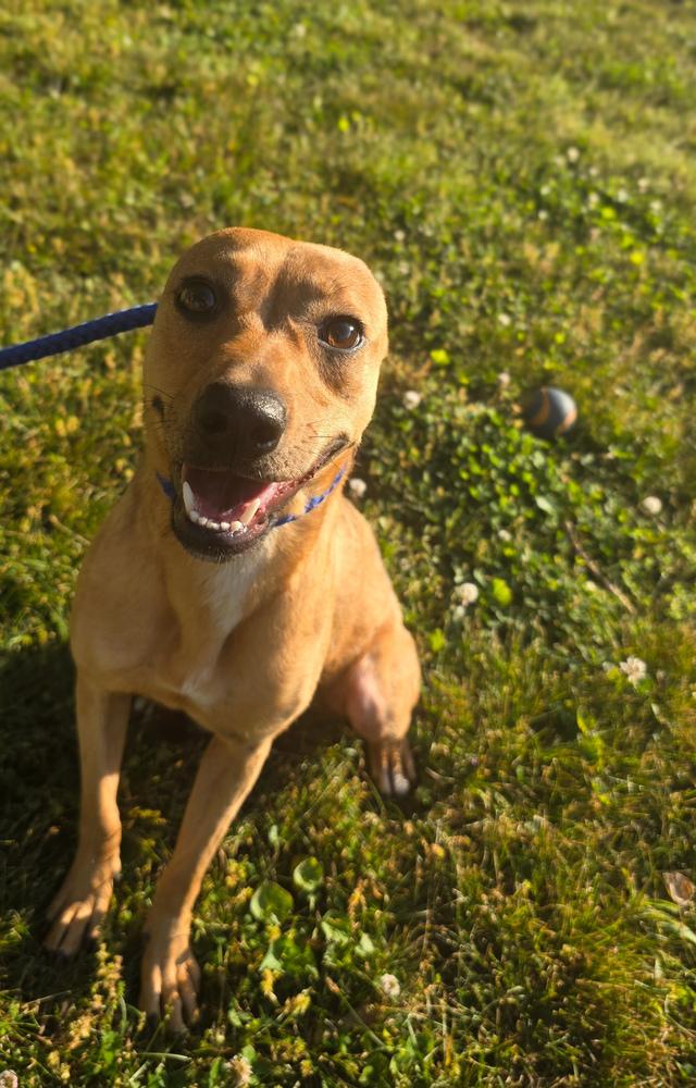 Cindy Lou Who, a Adoptable mixed breed in Carrollton, GA image 2/3
