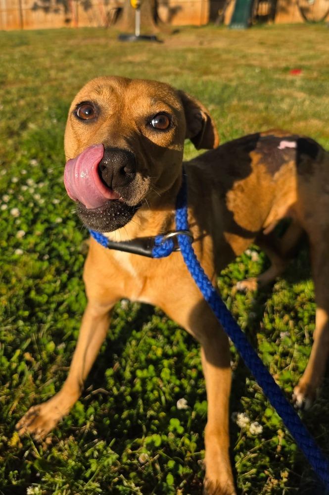 Cindy Lou Who, a Adoptable mixed breed in Carrollton, GA image 3/3