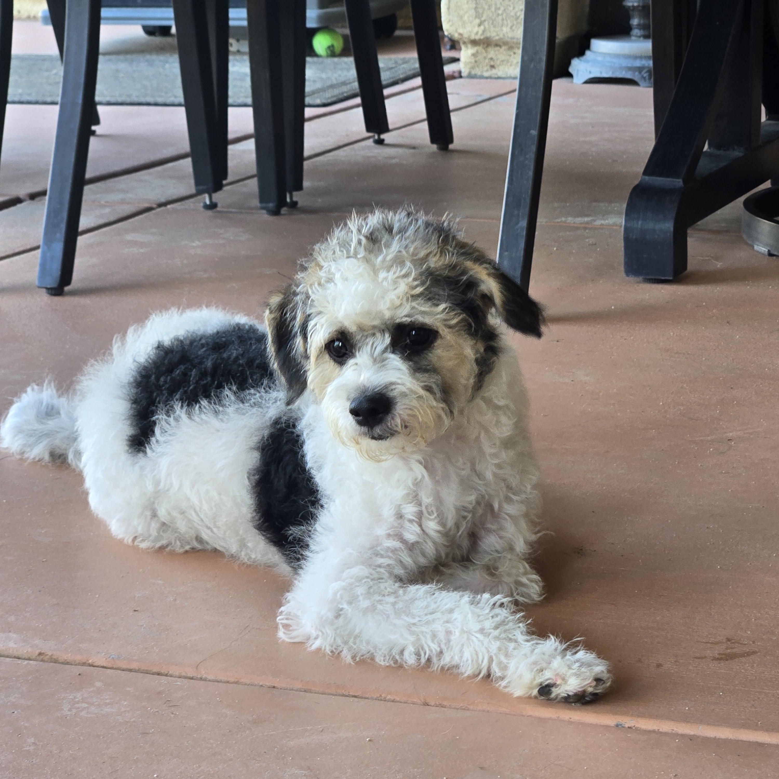 Lucy , a Adoptable mixed breed in Montecito , CA image 6/6