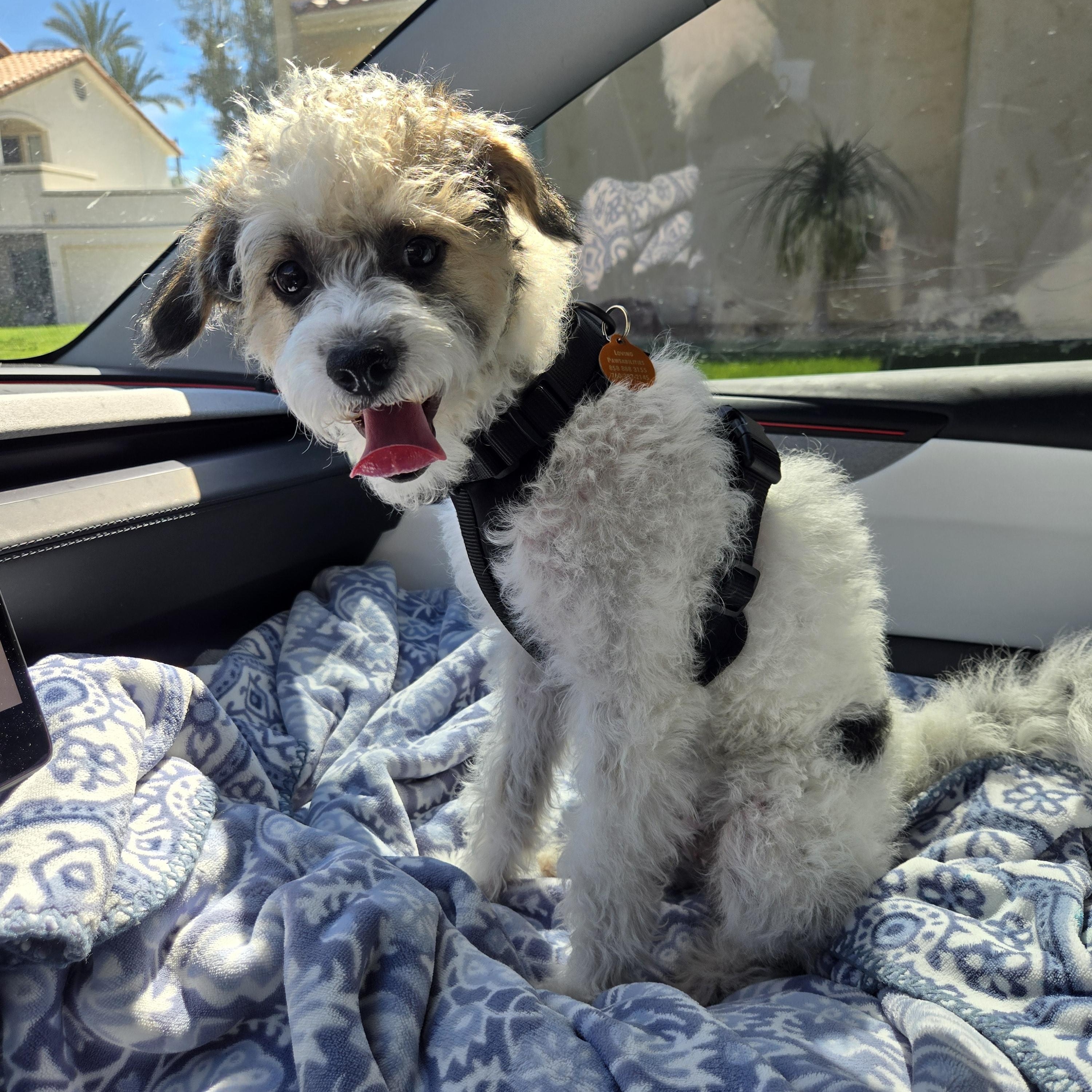 Lucy , a Adoptable mixed breed in Montecito , CA image 2/6