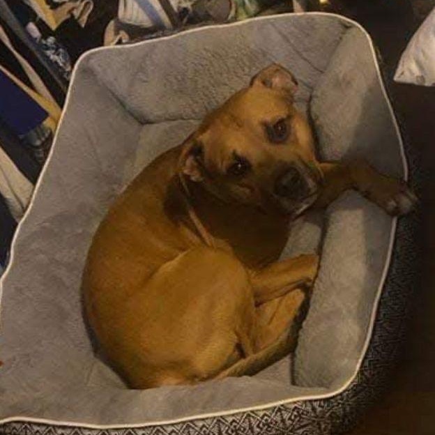 Busta Rhymes "Buster", a ADOPTABLE mixed breed in McKenzie, TN image 2/5