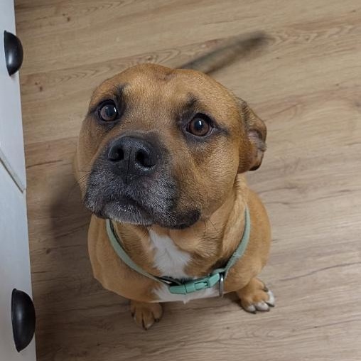 Busta Rhymes "Buster", a ADOPTABLE mixed breed in McKenzie, TN image 1/5