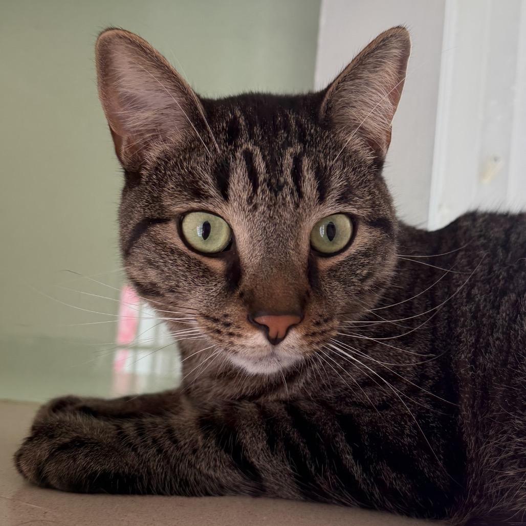 Tiggie, Adoptable, Adult Male Domestic Short Hair.