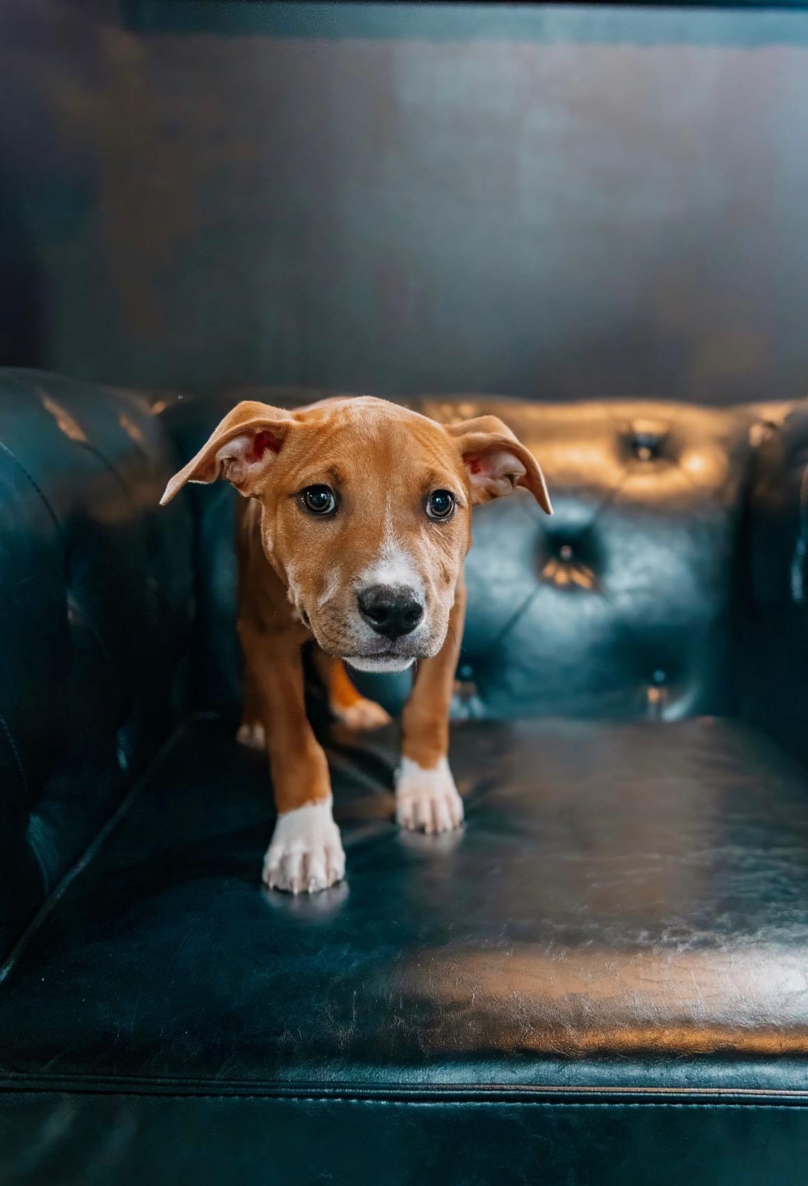 Shadow Master, a Adoptable mixed breed in Rock Hill, SC image 1/4