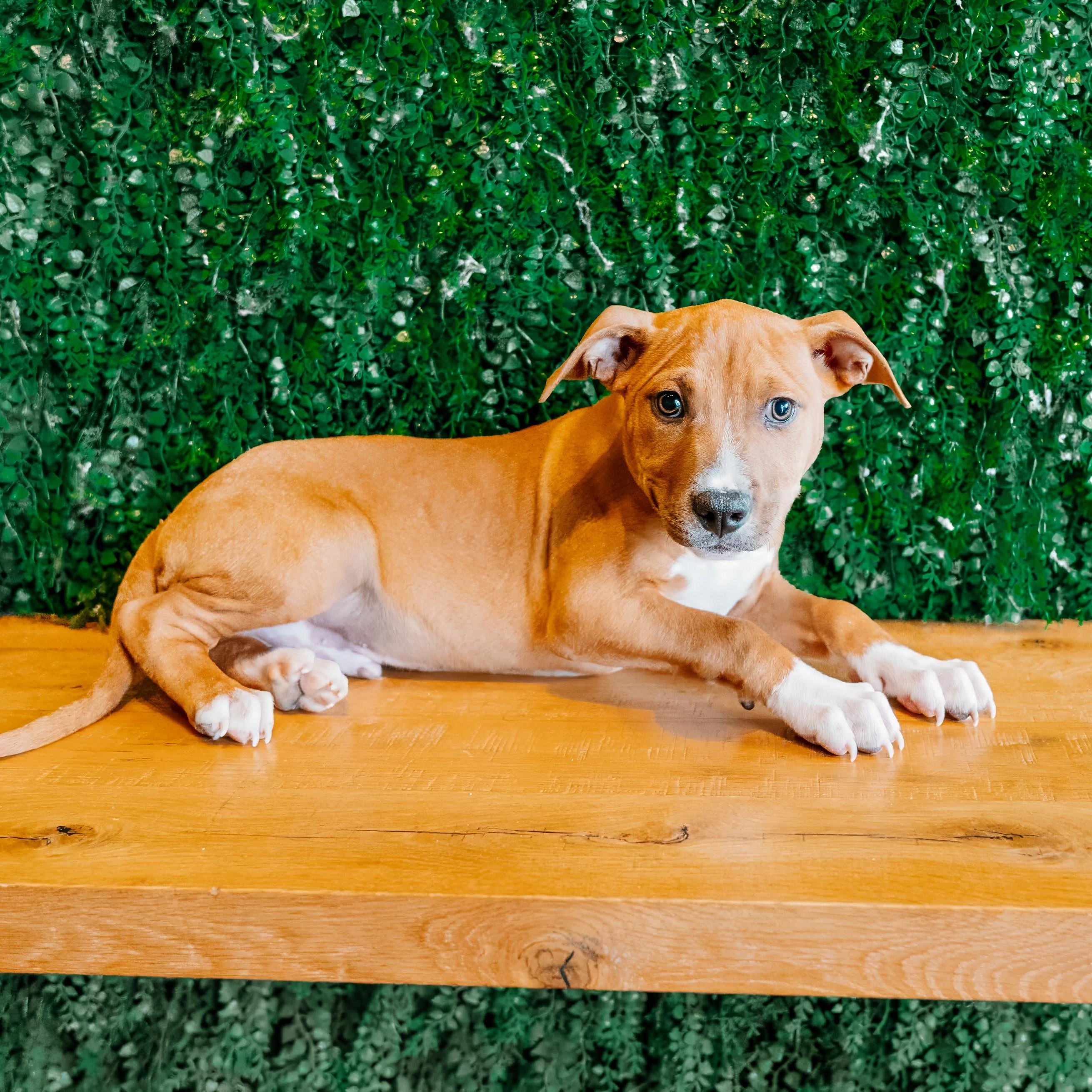 Shadow Master, Adoptable, Puppy Male Hound.