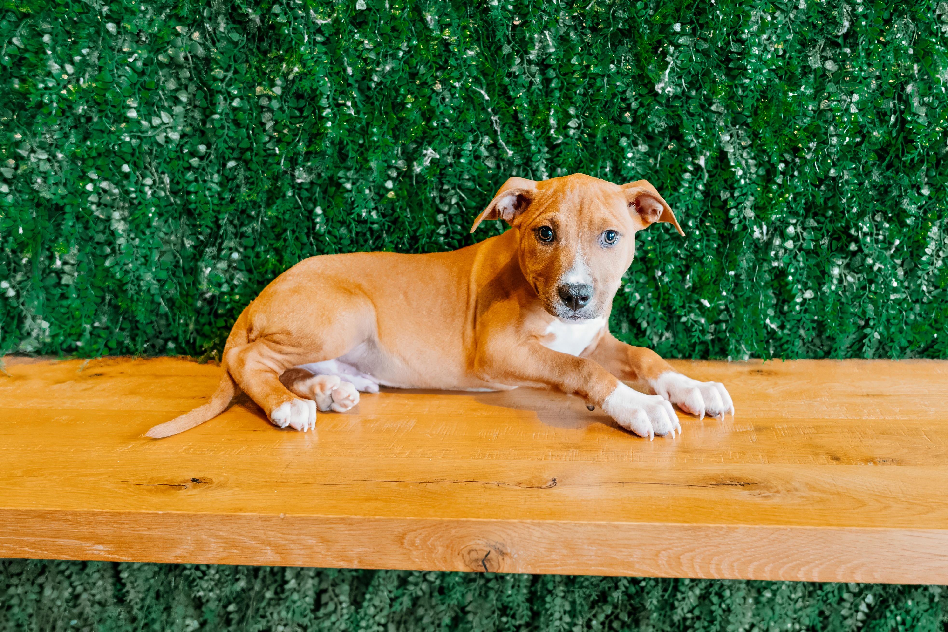 Shadow Master, a Adoptable mixed breed in Rock Hill, SC image 2/4