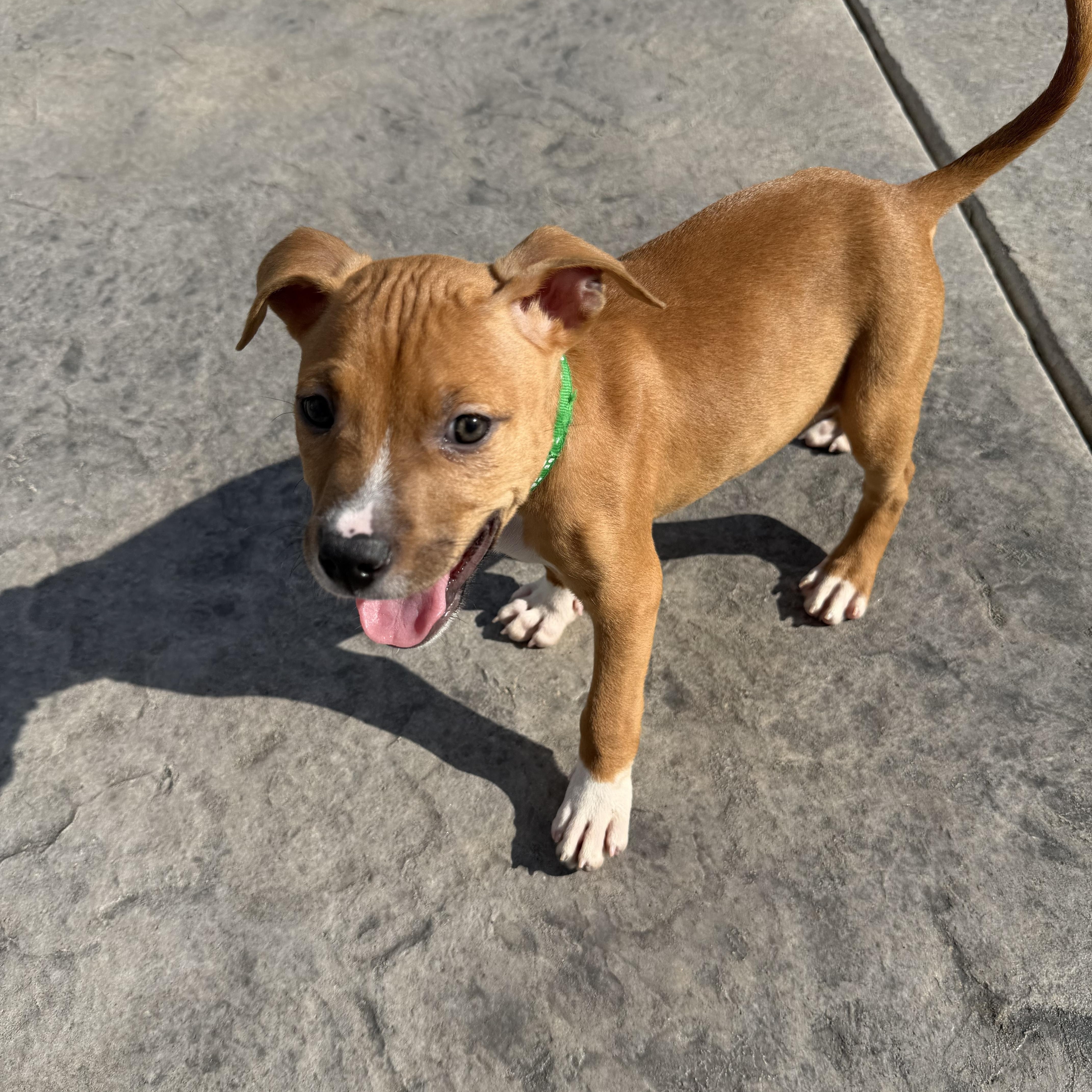 Shadow Master, Adoptable, Puppy Male Hound.