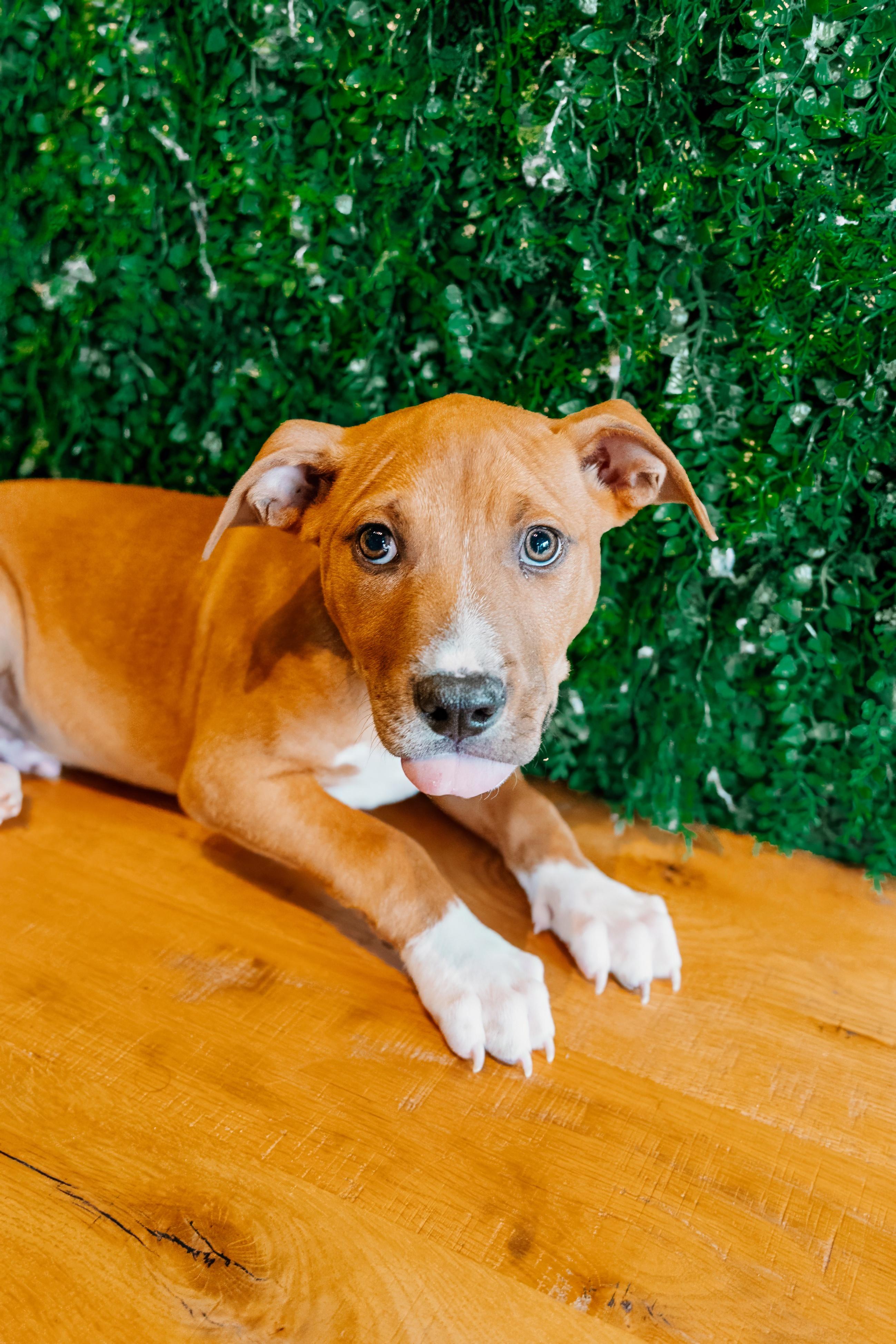 Shadow Master, a Adoptable mixed breed in Rock Hill, SC image 4/4