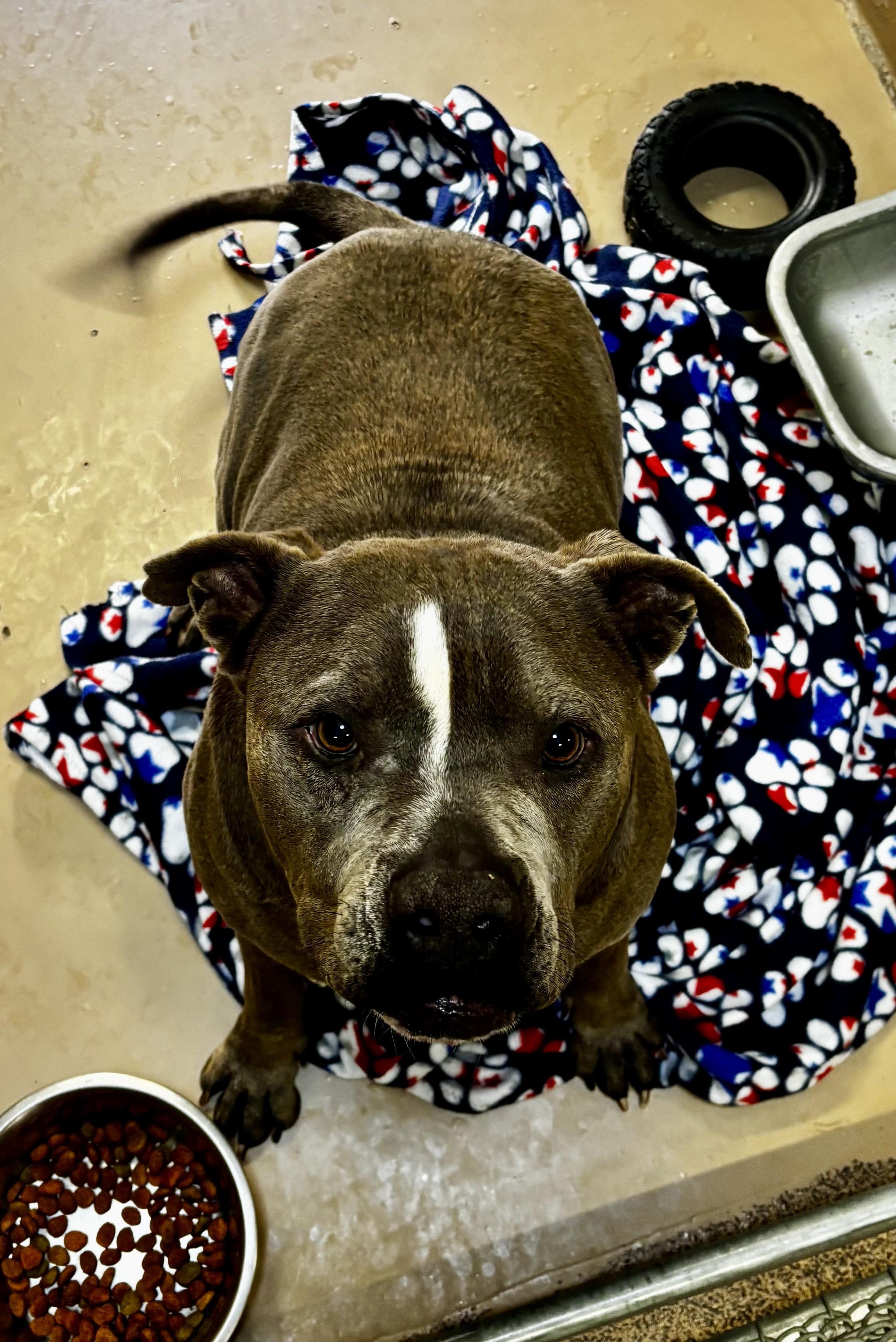 Noble Jackson, adopted, Adult Male Boxer.