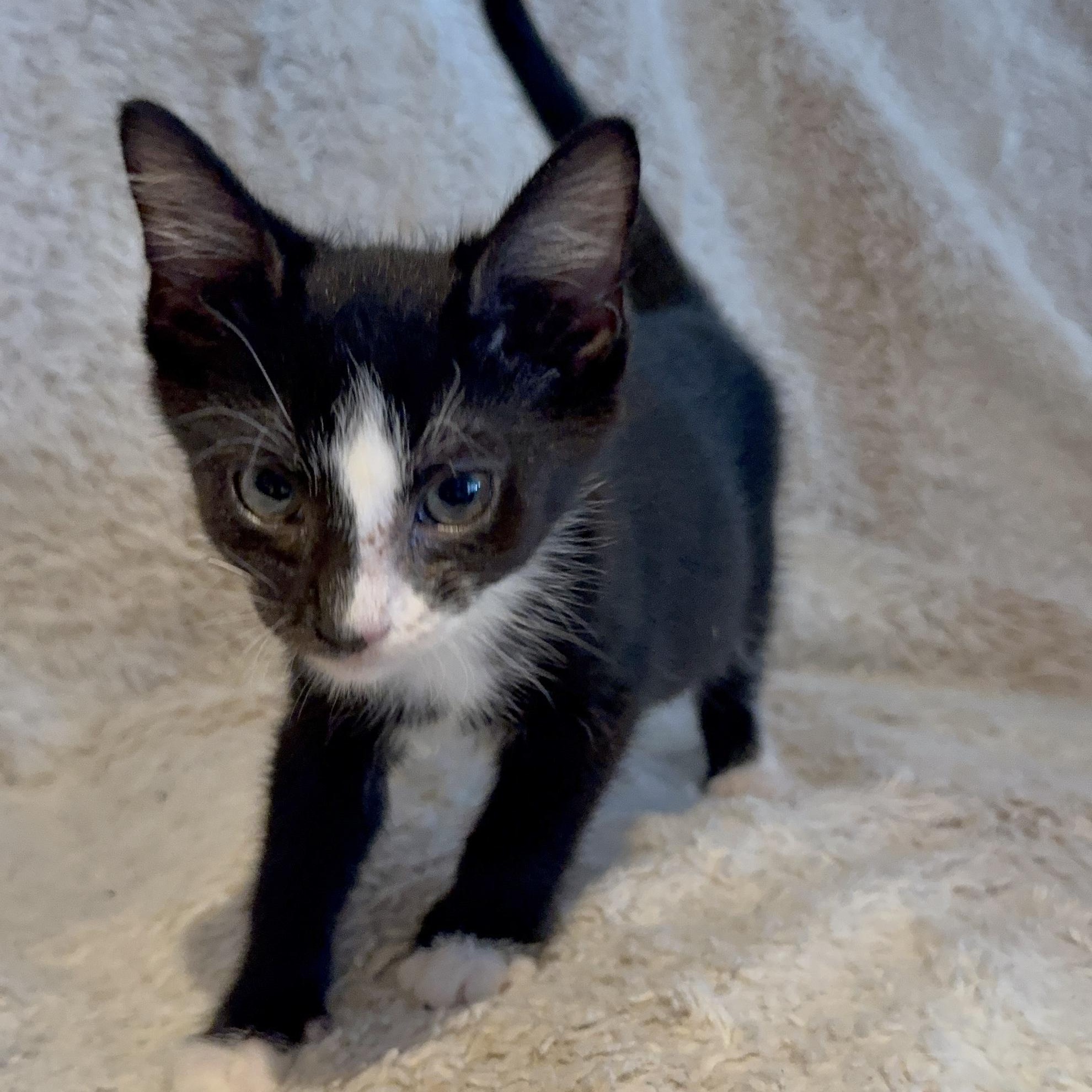 Shadow, a Adoptable Domestic Short Hair in Riverside, CA image 5/5