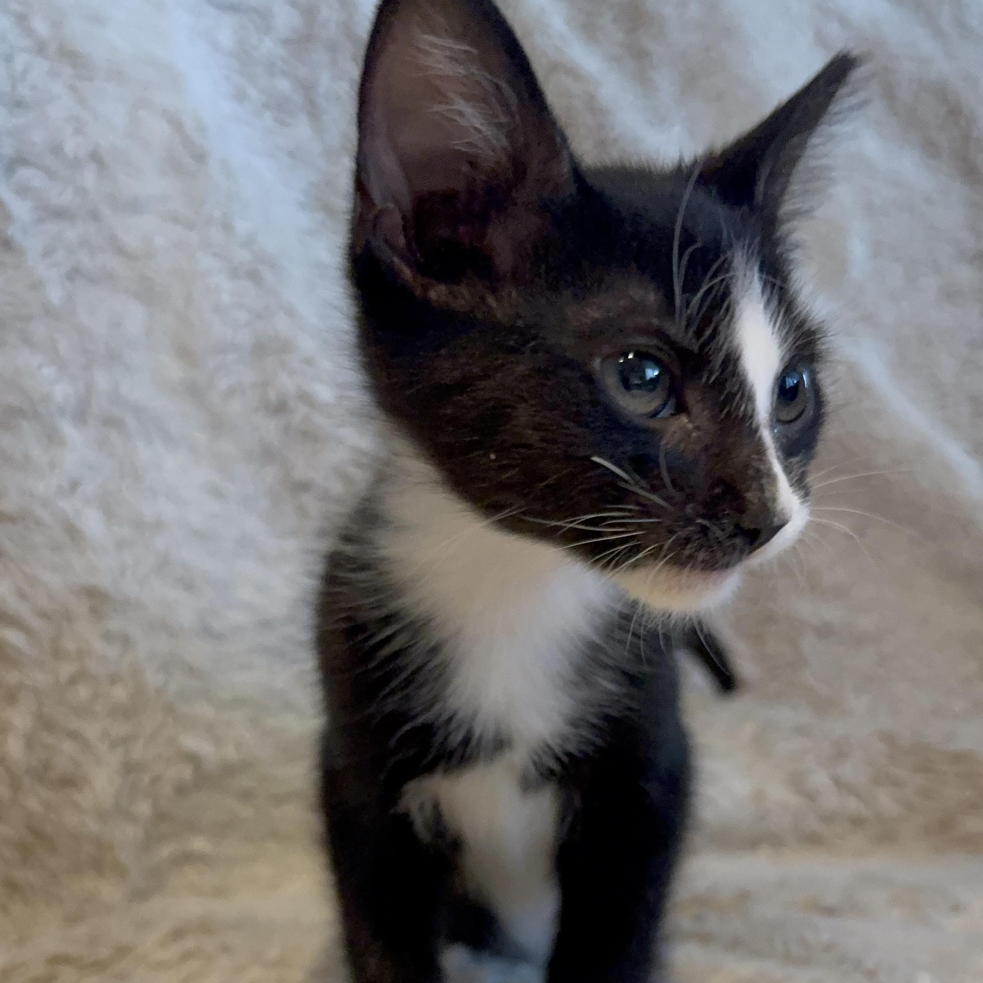 Shadow, a Adoptable Domestic Short Hair in Riverside, CA image 2/5