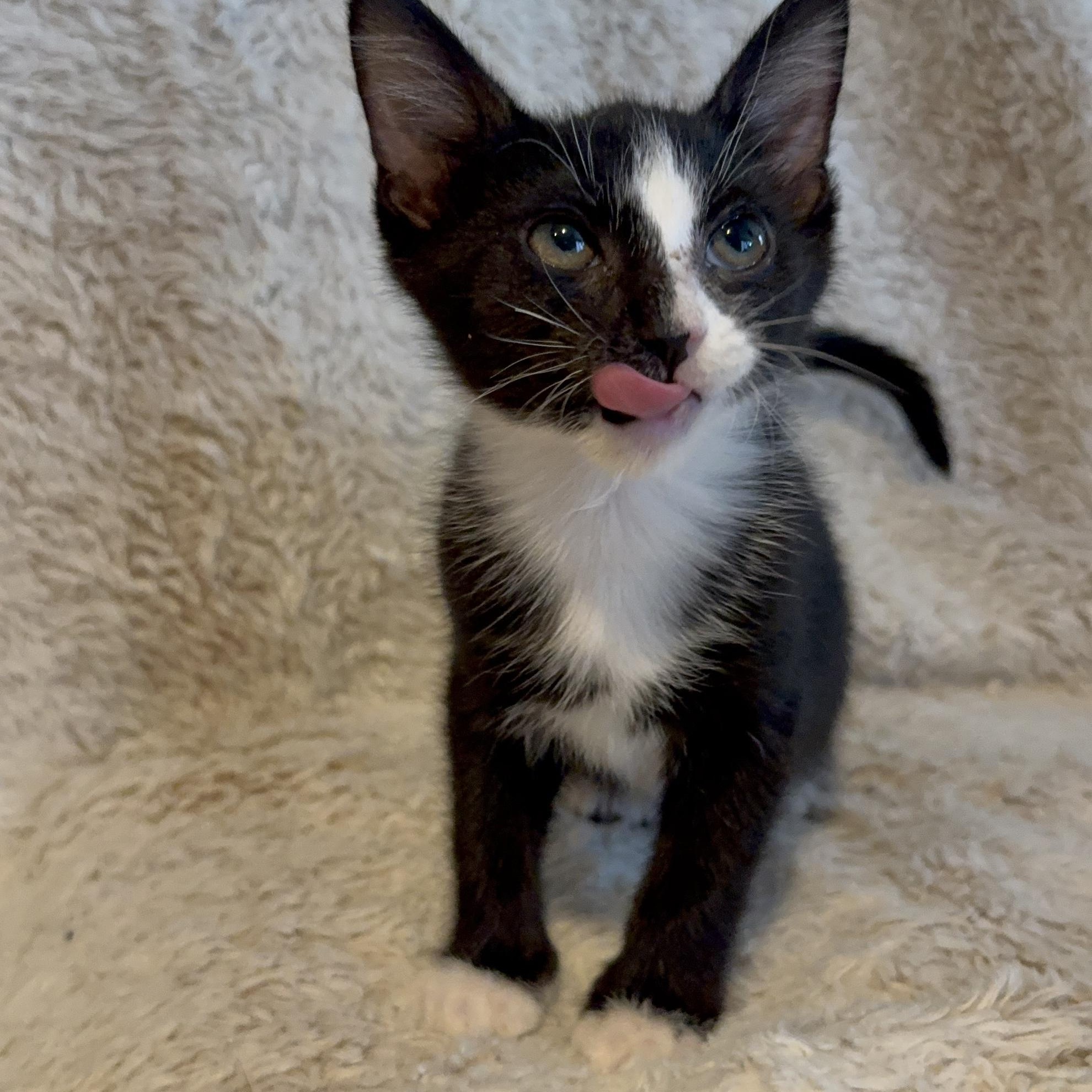 Shadow, Adoptable, Kitten Male Domestic Short Hair.